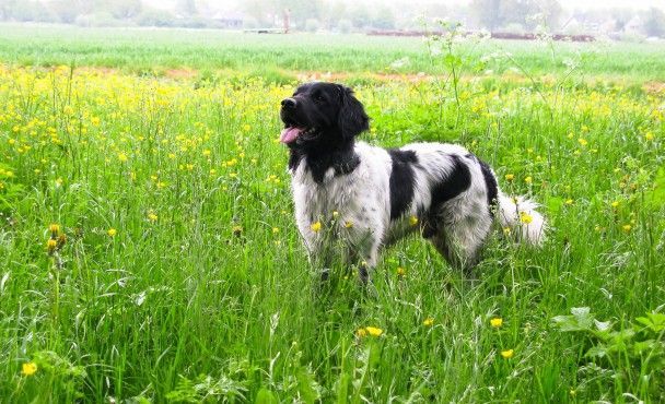 Hylke en Anke pups geboren 22-07-2013