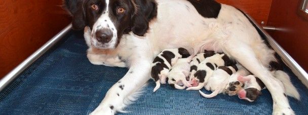 G-nest pups geboren  27 december 2013