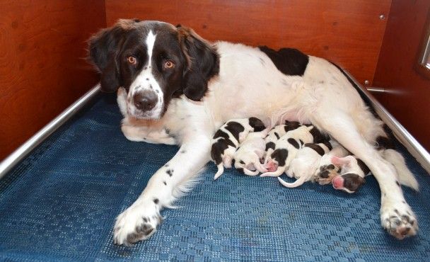 G-nest pups geboren  27 december 2013