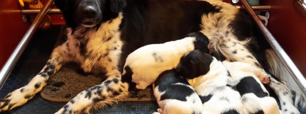 Friese stabij pups geboren 28 november 2018