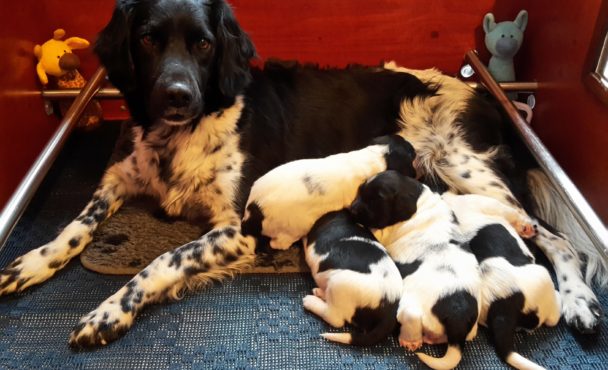 Friese stabij pups geboren 28 november 2018