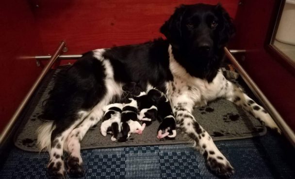 R-nest pups geboren