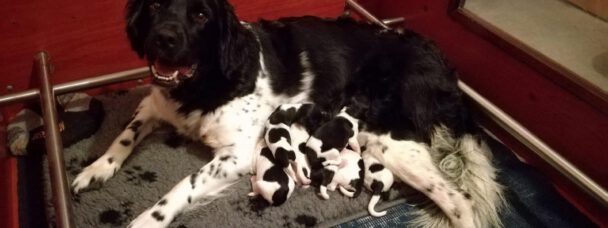 Friese stabij pups geboren 27 juli 2020