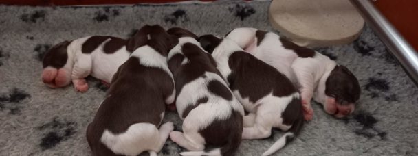 Drentsche Patrijshond pups geboren 11 juli 2022