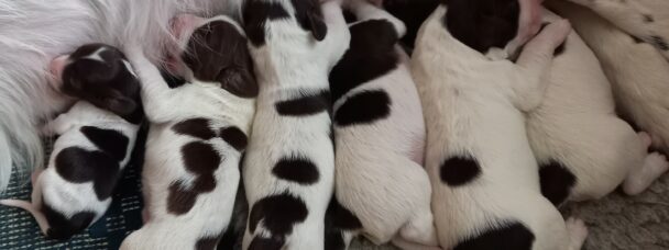 Drentsche Patrijshond pups geboren 7 november 2022